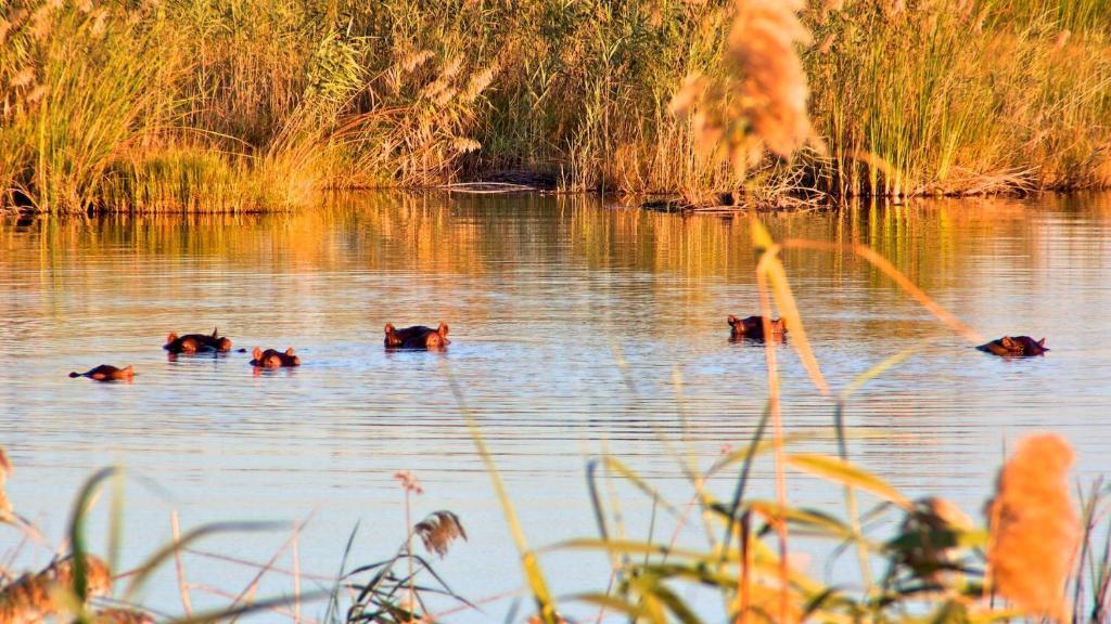 Nkasa Lupala Tented Lodge Sangwali Ngoại thất bức ảnh